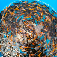 Карп Кои Микс -Санке, Кохаку, танчо, бекко, бенигои  1,5-3 см 