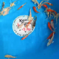 Карп Кои Микс 8-10 см 