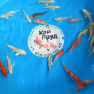 Карп Кои Микс 8-10 см 