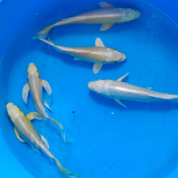 Карп кои Платина 19-22 см -     5 шт  ЛОТ 27