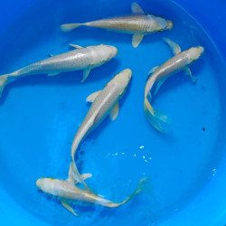 Карп кои Платина 19-22 см -     5 шт  ЛОТ 27