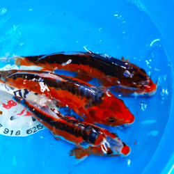 Карп кои Шисуи Ханна 25-27 см - 3 шт  ЛОТ 31