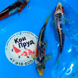 Карп кои Шисуи 24-25 см - 3 шт  ЛОТ 30