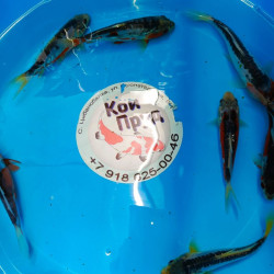 Карп кои Шисуи 13-15 см -7 шт  ЛОТ 29