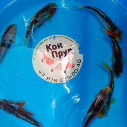 Карп кои Шисуи 13-15 см -7 шт  ЛОТ 29