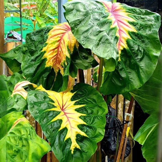 Колоказия-Тропическая Френдшип  (Friendship)