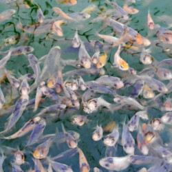  Шисуи-шисуи ханна 4-5 см