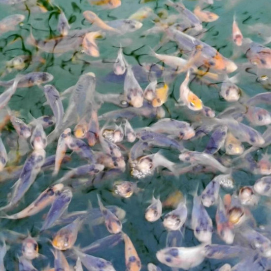  Шисуи-шисуи ханна 4-5 см