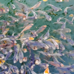  Шисуи-шисуи ханна 4-5 см