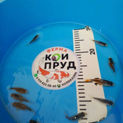  Шисуи-шисуи ханна 4-5 см