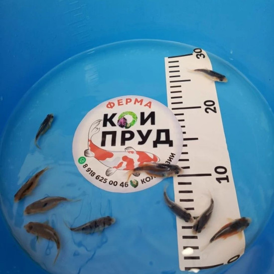  Шисуи-шисуи ханна 4-5 см