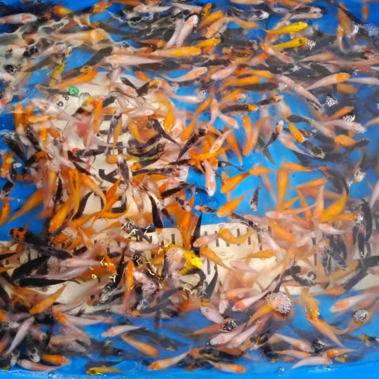 Карп Кои Микс  3-3,5 см 