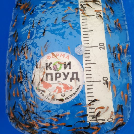Карп Кои Микс -Санке, Кохаку, танчо, бекко, бенигои 3-3,5 см Карп Кои Микс -Санке, Кохаку, танчо, бекко, бенигои 3-3,5 см