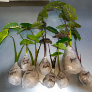 Колоказия Lemon lime gecko - Лимон лайм геккон 