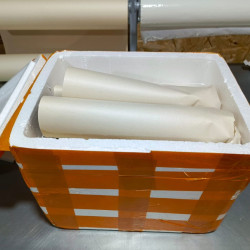 Колоказия-Тропическая Лимон лайм геккон 