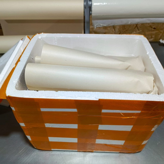 Колоказия-Тропическая Лимон лайм геккон 