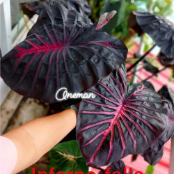 Колоказия Inferno Falls 