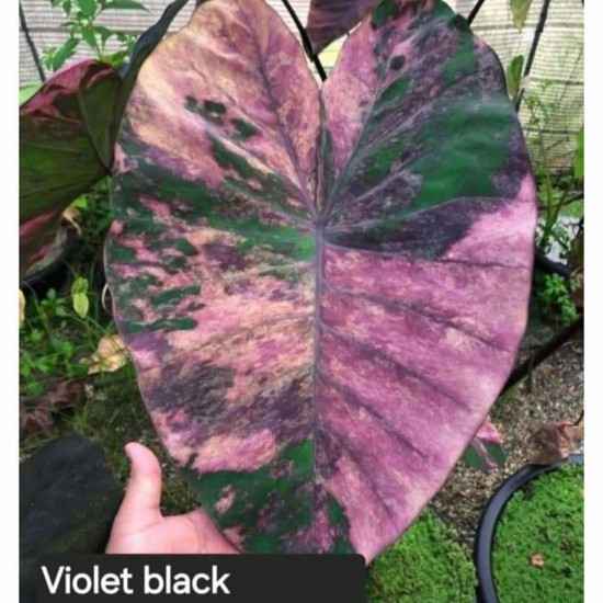 Колоказия Violet black specter Колоказия Violet black specter
