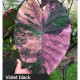 Колоказия Violet black specter Колоказия Violet black specter