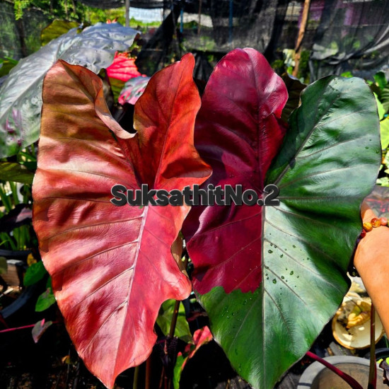 Колоказия Suksathit pink No.2 Колоказия Suksathit pink No.2