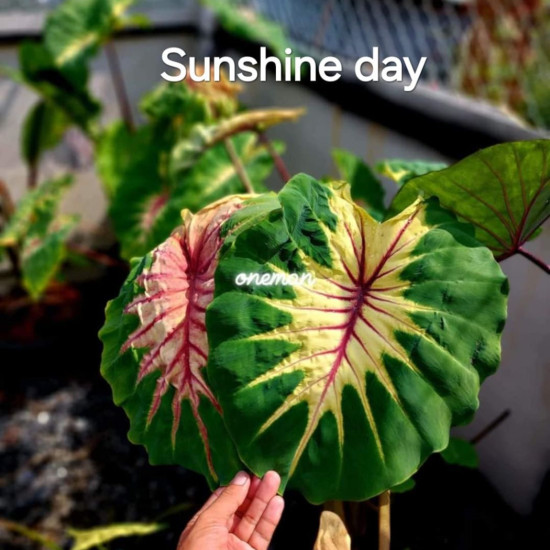 Колоказия Sunshine Day Колоказия Sunshine Day