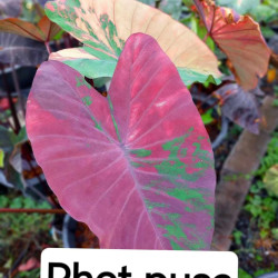  Колоказия Phet pusa