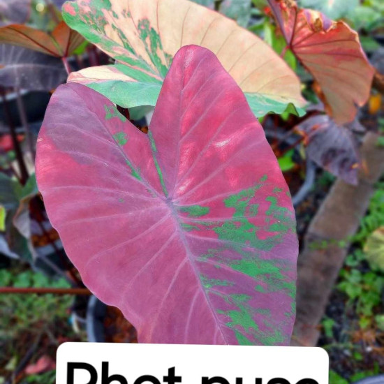 Колоказия Phet pusa Колоказия Phet pusa