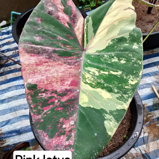 Колоказия Pink lotus Колоказия Pink lotus