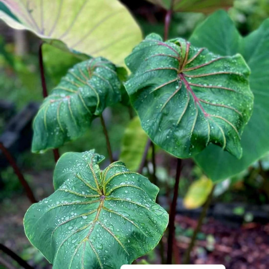 Колоказия Aphrodite