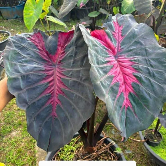 Колоказия Derous dragon Колоказия Derous dragon