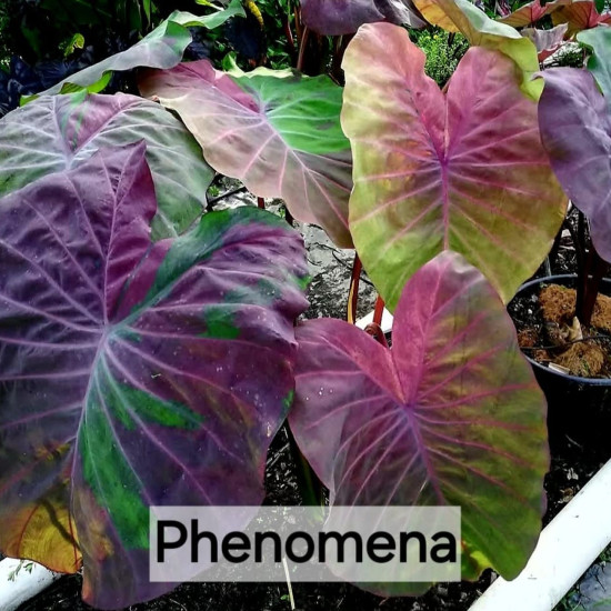 Колоказия Penomena