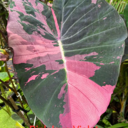 Колоказия Pink lava Violett