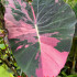Колоказия Pink lava Violett