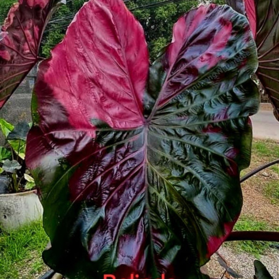 Колоказия Belinda