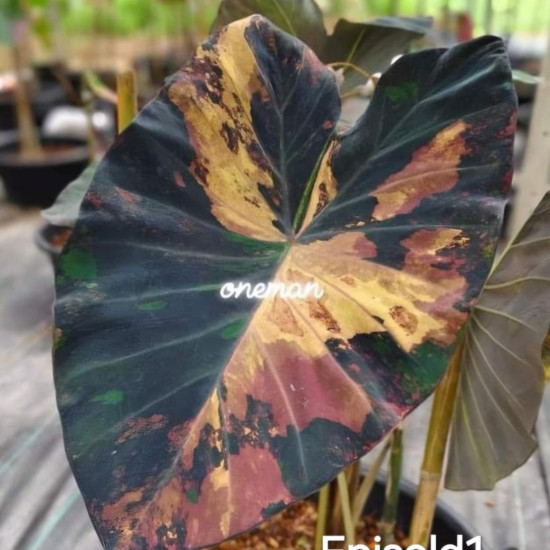  Колоказия Episold 1