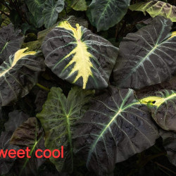 Колоказия Sweet cool