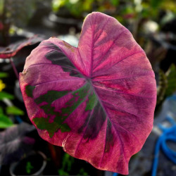 Колоказия Pink powder