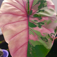  Колоказия  Suksathit pink №3