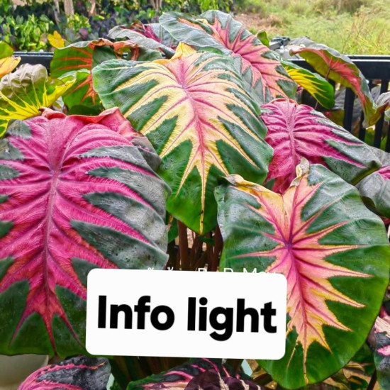  Колоказия Info Light