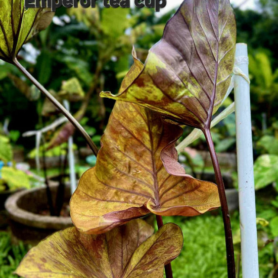 Колоказия Emperor tea cup 
