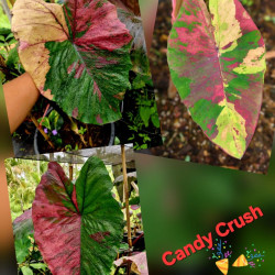 Колоказия Candy crush