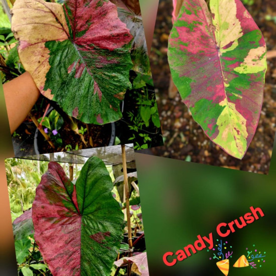 Колоказия Candy crush Колоказия Candy crush