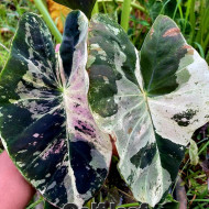  Колоказия Golf teaf