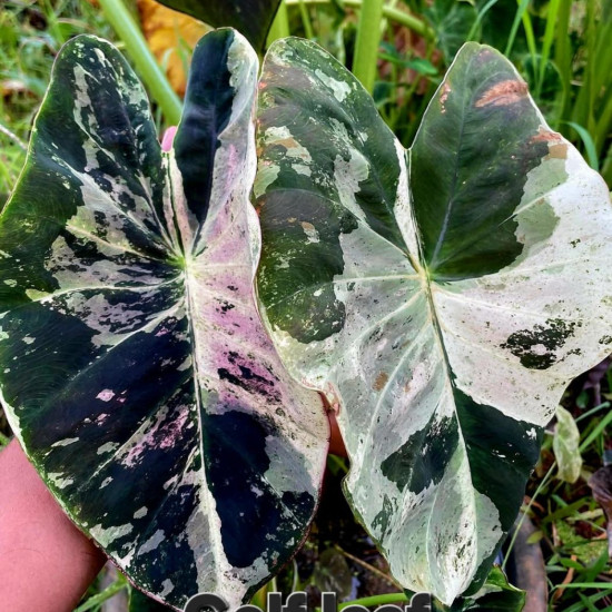 Колоказия Golf teaf Колоказия Golf teaf