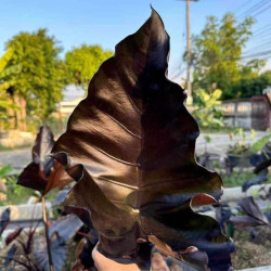  Колоказия Poison