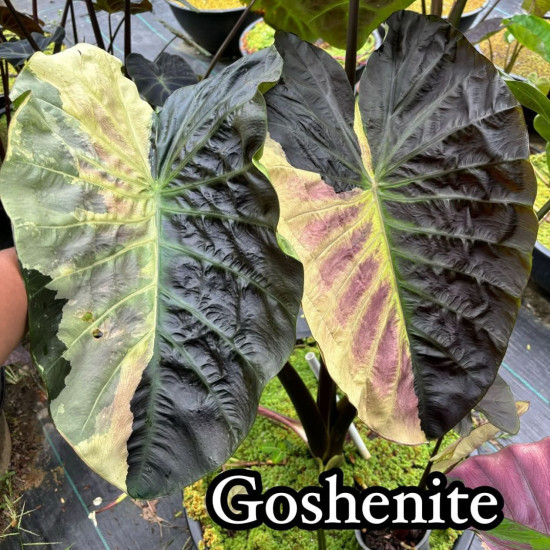 Колоказия Goshenite Колоказия Goshenite