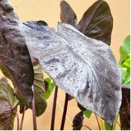 Колоказия black stone - Чёрный камень