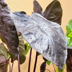 Колоказия black stone - Чёрный камень