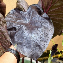 Колоказия black stone - Чёрный камень