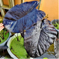 Колоказия-Тропическая Чёрный камень